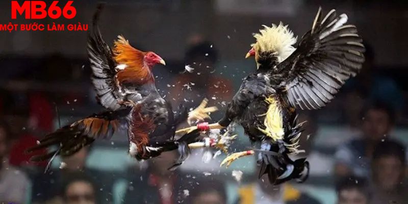 Quy luật đá gà Thomo đơn giản dễ hiểu